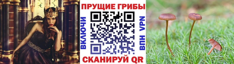 хочу   Уварово  Псилоцибиновые грибы Psilocybine cubensis 